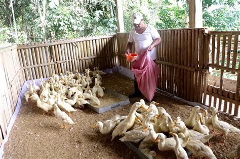 tamang pag aalaga ng panabong na manok|Tamang Pagtali o' Pagkulong sa .